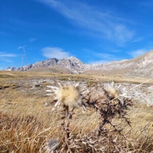 Distels op Campo Imperatore