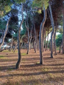 Wandelen onder de pijnbomen van Pineto