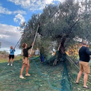 Olijfplukken met gasten bij Agriturismo Villa Ferranti Abruzzo